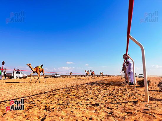 عرس تراثى على رمال الساحل الشمالى.. العلمين تحتضن سباق الهجن بمشاركة 1500 جمل.. فعاليات متنوعة تشمل "سمر بدوى" حول نيران الصحراء ليلًا.. والمشاركون: السباق أكثر من مجرد منافسة ولقاء للأصالة والهوية.. صور