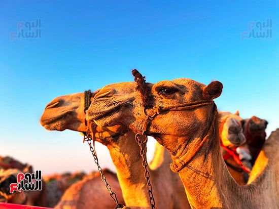 عرس تراثى على رمال الساحل الشمالى.. العلمين تحتضن سباق الهجن بمشاركة 1500 جمل.. فعاليات متنوعة تشمل "سمر بدوى" حول نيران الصحراء ليلًا.. والمشاركون: السباق أكثر من مجرد منافسة ولقاء للأصالة والهوية.. صور