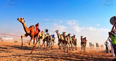 عرس تراثى على رمال الساحل الشمالى.. العلمين تحتضن سباق الهجن بمشاركة 1500 جمل.. فعاليات متنوعة تشمل "سمر بدوى" حول نيران الصحراء ليلًا.. والمشاركون: السباق أكثر من مجرد منافسة ولقاء للأصالة والهوية.. صور