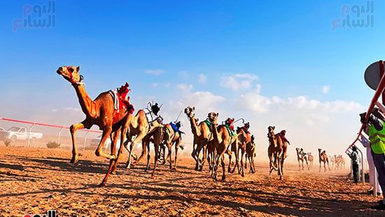 عرس تراثى على رمال الساحل الشمالى.. العلمين تحتضن سباق الهجن بمشاركة 1500 جمل.. فعاليات متنوعة تشمل "سمر بدوى" حول نيران الصحراء ليلًا.. والمشاركون: السباق أكثر من مجرد منافسة ولقاء للأصالة والهوية.. صور