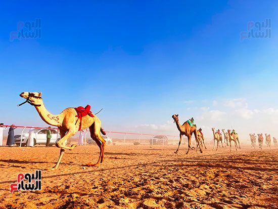 عرس تراثى على رمال الساحل الشمالى.. العلمين تحتضن سباق الهجن بمشاركة 1500 جمل.. فعاليات متنوعة تشمل "سمر بدوى" حول نيران الصحراء ليلًا.. والمشاركون: السباق أكثر من مجرد منافسة ولقاء للأصالة والهوية.. صور