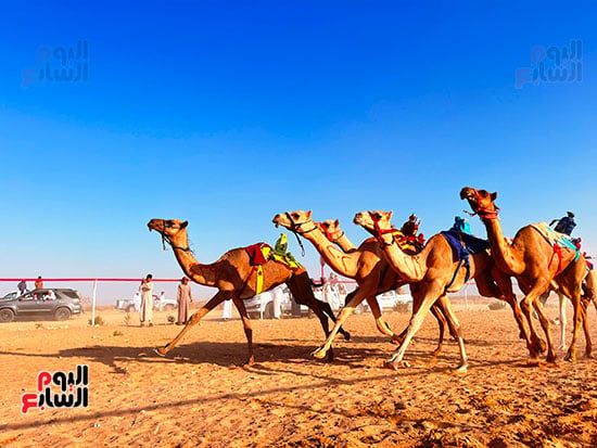 عرس تراثى على رمال الساحل الشمالى.. العلمين تحتضن سباق الهجن بمشاركة 1500 جمل.. فعاليات متنوعة تشمل "سمر بدوى" حول نيران الصحراء ليلًا.. والمشاركون: السباق أكثر من مجرد منافسة ولقاء للأصالة والهوية.. صور