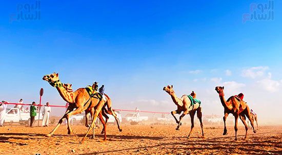 عرس تراثى على رمال الساحل الشمالى.. العلمين تحتضن سباق الهجن بمشاركة 1500 جمل.. فعاليات متنوعة تشمل "سمر بدوى" حول نيران الصحراء ليلًا.. والمشاركون: السباق أكثر من مجرد منافسة ولقاء للأصالة والهوية.. صور