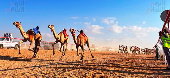 عرس تراثى على رمال الساحل الشمالى.. العلمين تحتضن سباق الهجن بمشاركة 1500 جمل.. فعاليات متنوعة تشمل "سمر بدوى" حول نيران الصحراء ليلًا.. والمشاركون: السباق أكثر من مجرد منافسة ولقاء للأصالة والهوية.. صور