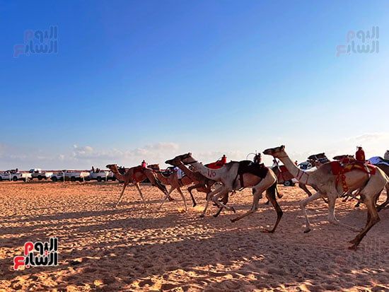 عرس تراثى على رمال الساحل الشمالى.. العلمين تحتضن سباق الهجن بمشاركة 1500 جمل.. فعاليات متنوعة تشمل "سمر بدوى" حول نيران الصحراء ليلًا.. والمشاركون: السباق أكثر من مجرد منافسة ولقاء للأصالة والهوية.. صور