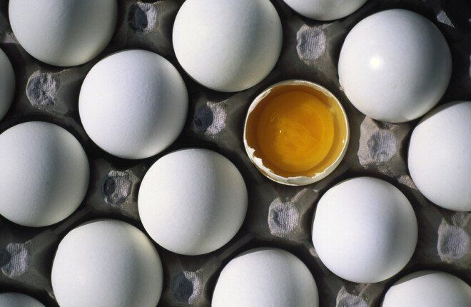 دراسة تكشف مفاجأة عن البيض العضوي.. رفاهية الدجاج ترفع الكلفة البيئية