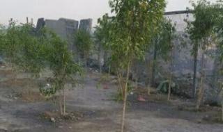 جامعة نجران تطلق خطة تشجير لزراعة 170 ألف شجرة خلال عام 2026