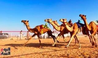 ميدان الهجن بنجران يُعلن نتائج سباق سن الحقايق